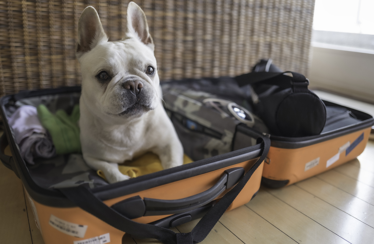 A Guide to Hilton Hotels Pet Policy What You Need to Know — Romingo