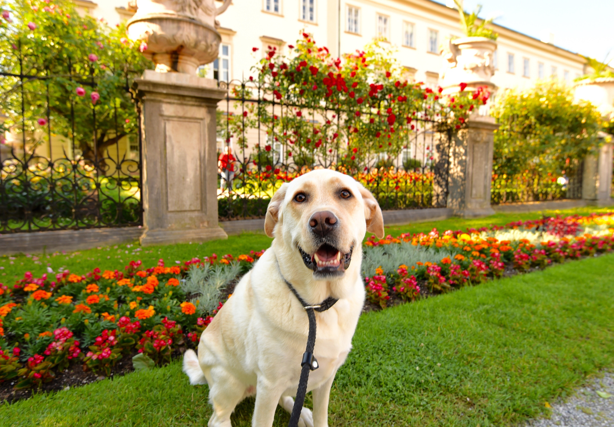 Marriott Hotels Pet Policy An Overview — Romingo